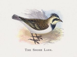 The Shore Lark